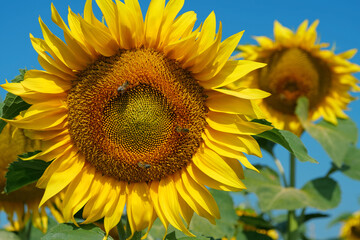 Obraz premium Worker bees on beautiful sunflowers in the field. Bees are very useful insects