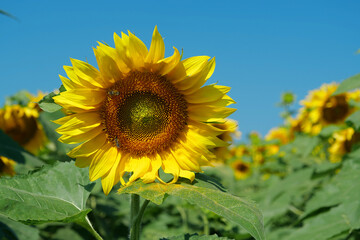 Fototapeta premium Field of beautiful sunflowers with many bees working. Bees are hard at work