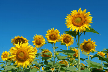 Beautiful family of sunflowers on the field. Bees picks blossom pollen