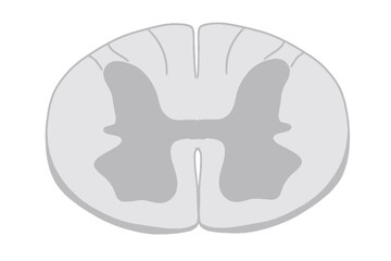 Vector of a diagram showing a cross-section of the spinal cord