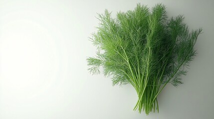 Fototapeta premium Isolated on white background dill sprigs fanned out delicately with a focus on their soft feathery leaves and side empty space for text Stockphoto style