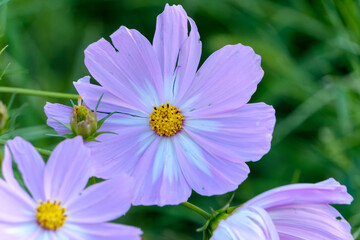 Obraz premium Close-Up of Soft Pink Cosmos Flower in Bloom