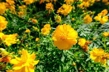 Bright Yellow Cosmos Flowers in Full Bloom