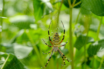 Wasp Spider in the Web on a Summer Day
