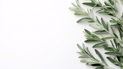 Fototapeta premium Isolated on white background cluster of fresh tarragon sprigs positioned upright showcasing their slender pointed leaves and side empty space for text Stockphoto style