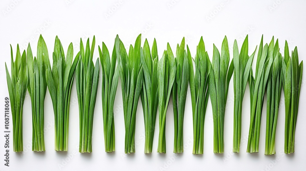 Aufkleber isolated on white background bunch of chives with clean-cut ends arranged in parallel lines for a mo