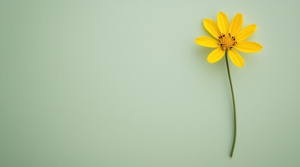 A single mustard flower stem on a light green background capturing Lohris agricultural significance with minimal detailing and simplicity in design