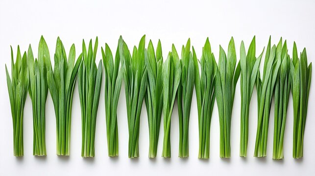 Isolated on white background bunch of chives with clean-cut ends arranged in parallel lines for a modern herb look and side empty space for text Stockphoto style