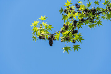 Young green leaves and spiky black seed balls on branch of Liquidambar styraciflua tree. American sweet gum (amberwood) against blue spring sky. Close-up. Nature concept for design