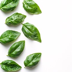 Obraz premium Isolated on white background basil leaves forming a symmetrical row with subtle shadowing to emphasize texture and freshness and side empty space for text Stockphoto style