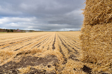 Straw bales on an agricultural landscape. The ground is covered with straw