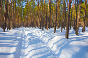 winter snowbound pine tree forest at bright cold day, seasonal outdoor natural scene