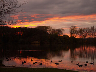 Naklejka premium Sunset with ducks in the river and forest in the background