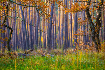 oak forest covered by red dry autumn leaves, seasonal outdoor scene