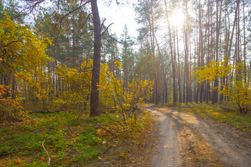 ground road in autumn forest  in light of sparkle sun, seasonal outdoor scene