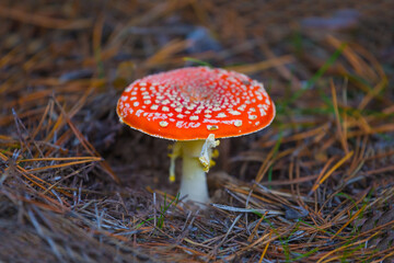 closeup red flyagaric mushroom in autumn forest