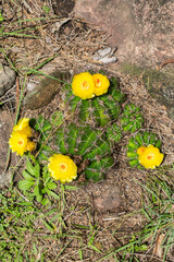 Wild Parodia ottonis cactus in bloom, in his native environment - Sao Francisco de Paula, South of Brazil