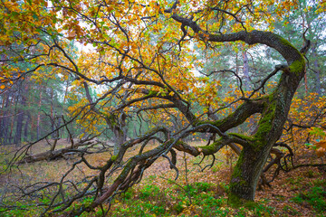 oak forest covered by red dry autumn leaves, seasonal outdoor scene