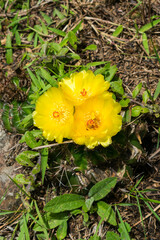 Wild Parodia ottonis cactus in bloom, in his native environment - Sao Francisco de Paula, South of...