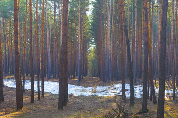 winter snowbound pine tree forest at bright cold day, seasonal outdoor natural scene