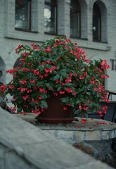 Red flowers in a pot in front of the building