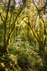 Sun bathed Araucaria moist forest (mixed ombrophilous forest) covered in moss - Sao Francisco de Paula, South of Brazil