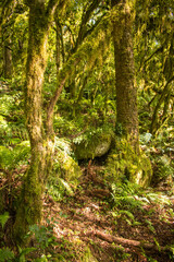 Obraz premium Sun bathed Araucaria moist forest (mixed ombrophilous forest) covered in moss - Sao Francisco de Paula, South of Brazil