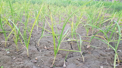 Young Garlic Plants Growing in a Dry Field