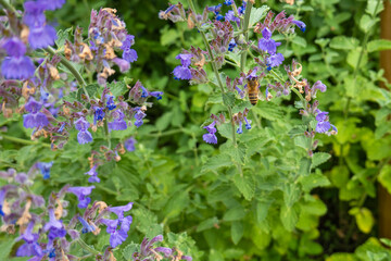 Honeybee on Purple Catmint Flowers