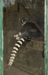 Obraz premium A lemur sits in the zoo
