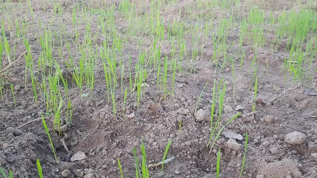 spring onion field