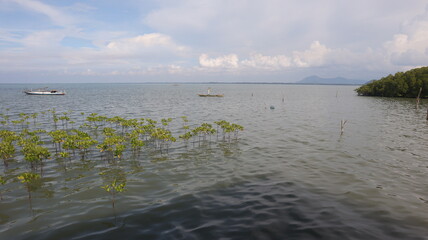 Mangrove plants in the coastal wildlife ecosystem. Tropical trees and plants grow in salt water