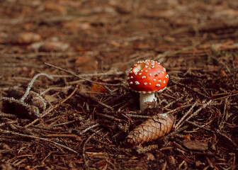 Fliegenpilz im Wald