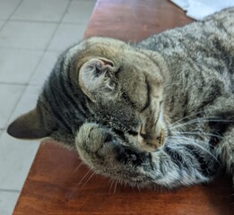 The gray, handsome European short-haired breed is gently caressing
