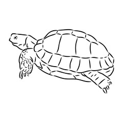 turtle in outlines - vector illustration. Asian land turtle, vector