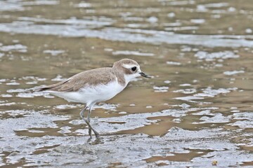 Greater sand plover (Charadrius leschenaultii) searching for food in shorelines