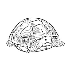 turtle in outlines - vector illustration. Asian land turtle, vector