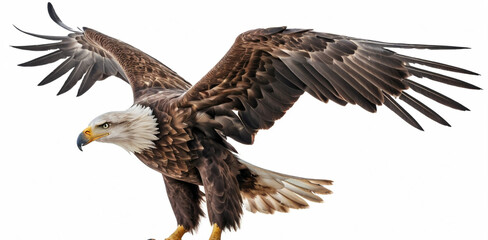 Majestic Bald Eagle Portrait on White Background Wildlife Photography Concept. 
