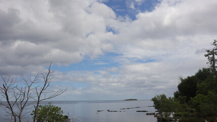 beautiful branches trees with some green leaves in beach at sunny day with blue sky background and sun light