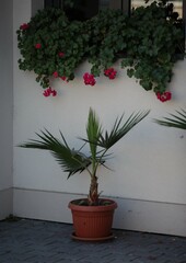 Decorative flowers next to the house
