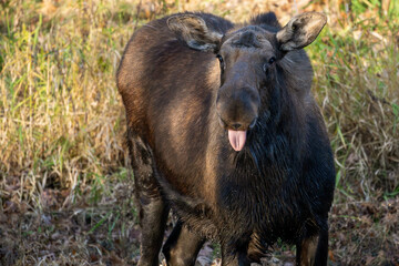 female moose sticking out tongue
