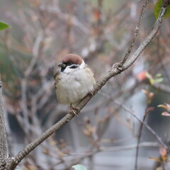 枝にとまるスズメ