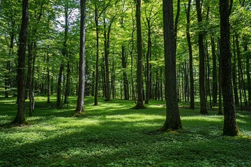 Obraz premium Lush Green Forest: A Serene Landscape of Nature's Beauty