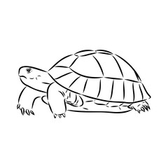 turtle in outlines - vector illustration. Asian land turtle, vector