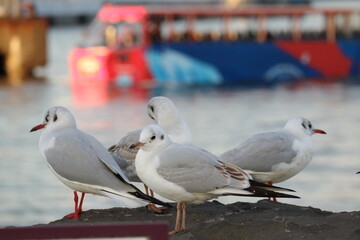 港の岸壁で休むカモメ