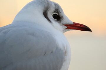カモメの後ろからのクローズアップ