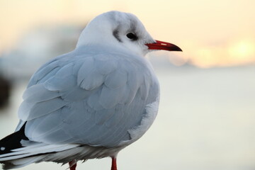 カモメの後ろ姿のクローズアップ