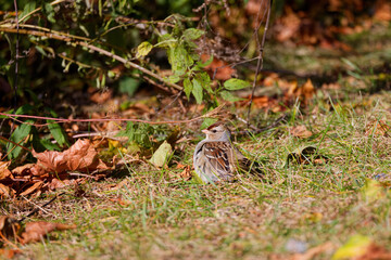 White-crowned Sparrow (Zonotrichia leucophrys) on a meadow