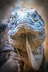 Close-Up of Chuckwalla Lizard with Rugged, Textured Scales