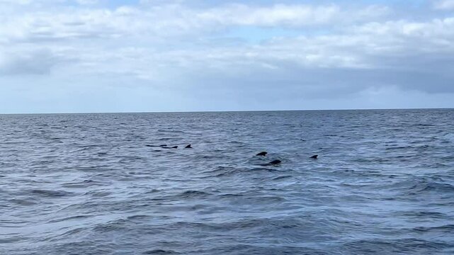 Family of whales swimming in the ocean. Whale fins among the sea waves. Lanzarote. Canary Islands.
